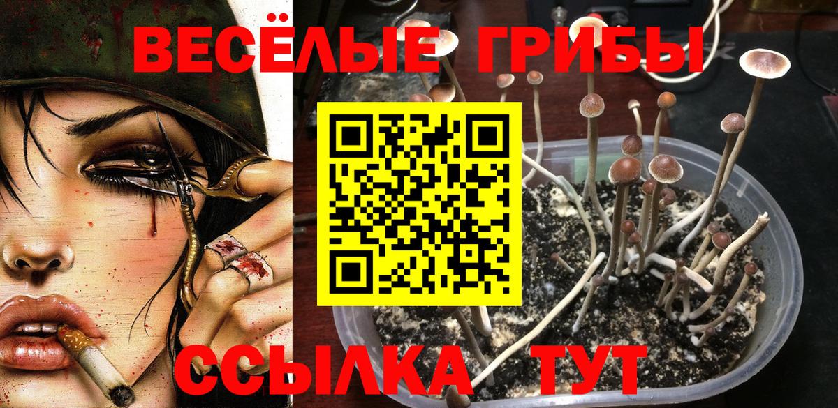 Красногорск  Галлюциногенные грибы прущие грибы  Вход с VPN  Галлюциногенные грибы Psilocybe 